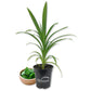 Pandan Plant - Live Plants in 4 Inch Pots - Pandanus Amaryllifolius - Fragrant Flavor Sweet Edible Leaves