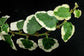 Ficus Tree - Live Starter Plants in 2 Inch Pots - Stunning Easy Care Interior Houseplant