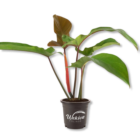Enchanting Florida Bronze Philodendron - Live Starter Plant in a 4 Inch Pot - Philodendron Erubescens Florida Bronze - Extremely Rare and Beautiful Indoor Houseplant - A Rare Tropical Masterpiece