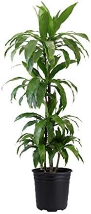 Dracaena Janet Craig Cane - Live Plant in a 10 Inch Pot - Dracaena Deremensis - Easy Care Low Maintenance Houseplant