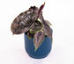 Azalani Alocasia - Live Plant in a 4 Inch Pot - Florist Quality Air Purifying Indoor Plant - Nature&