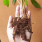 Chinese Keys Ginger - Live Starter Plants - Boesenbergia Rotunda - Grow Your Own Vegetables and Fruit in The Garden or Patio