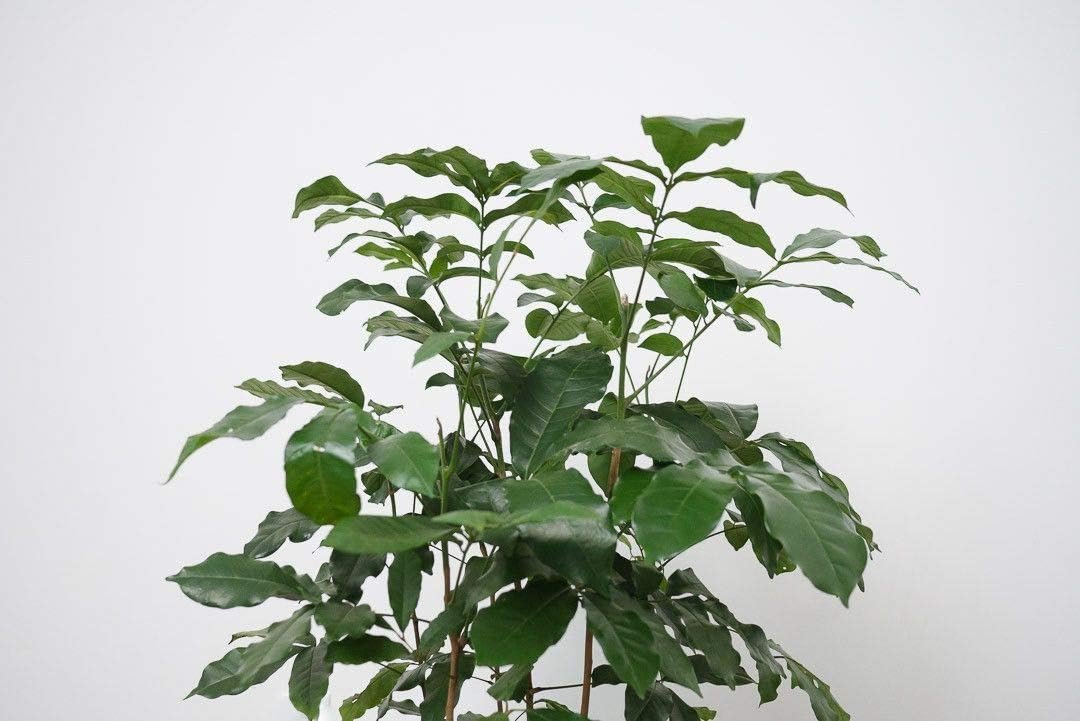mahogany indoor plant Natal Mahogany