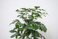 Natal Mahogany - Live Plant in an 10 Inch Growers Pot -Trichilia Dregeana - Low Light Interior Houseplant