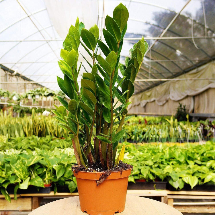 delray plants zz plant zamioculcas zamiifolia 中文 ZZ Plant - Live Plant in a 8 Inch Pot - Zamioculcas Zamiifolia