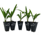 Windmill Palm - Live Starter Plants in 2 Inch Pots - Trachycarpus Fortunei - Hardy Palm from Florida