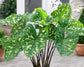 Alocasia - 4 Live Starter Plants in 2 Inch Pots - Alocasia - Florist Quality Air Purifying Indoor Plant - Nature&