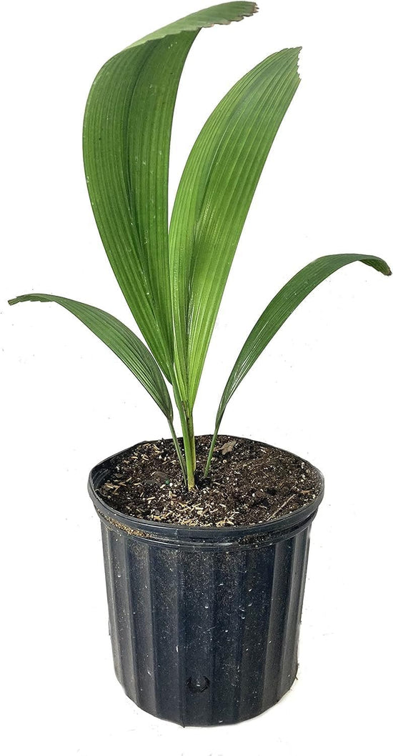 Joey Palm - Live Plant in a 1 Gallon Pot - Johannesteijsmannia Altifrons - Extremely Rare Ornamental Palms of Florida