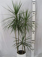 Dracaena Marginata Cane - Live Plant in a 10 Inch Pot - Dracaena Marginata - Easy Care Low Maintenance Indoor Air Cleaning Plant