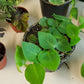 Rhaphidophora Hayii Shingle Plant - Live Plant in a 4 Inch Pot - Rhaphidophora Hayii - Extremely Rare and Beautiful Vining Indoor Houseplant - Air Purifying
