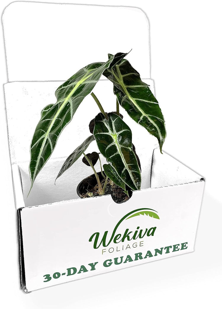 african mask elephant ear plant Elephant Ear African Mask Dwarf Alocasia