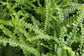 Lemon Button Fern - Live Starter Plants in 2 Inch Pots - Nephrolepis Cordifolia &
