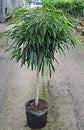 Ficus Alii Standard Tree - Live Plant in a 10 Inch Pot - Ficus Binnendiijkii &