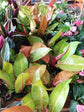 Philodendron - Live Plants in 6 Inch Pots - Rare and Elegant Indoor Houseplant