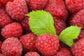 Raspberry Plant - Live Plants in 2 Inch Pots - Grow Your Own Fruits - Garden Or Patio