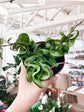 Hoya - Live Plant in a 2 Inch Pot - Indoor Houseplants Straight from The Nursery