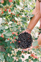 Blackberry Plant - Live Plants in 2 Inch Pots - Rubus - Fruit Trees for The Patio and Garden