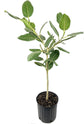 Ficus Audrey Standard - Live Plant in a 10 Inch Pot - Ficus Benghalensis - Beautiful Ornamental Interior Tree