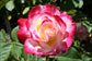 Double Delight Rose Bush - Live Starter Plants in 4 Inch Pots - Beautifully Fragrant Rose from Florida - Stunning Hybrid Tea Rose Cultivar - Add Color and Fragrance to Any Garden