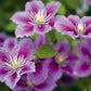 Clematis Piilu Little Duckling - Live Plants in 4 Inch Growers Pots - Clematis Piilu Little Duckling - Starter Plants Ready for The Garden - Beautiful Violet and Pink Flowering Vine