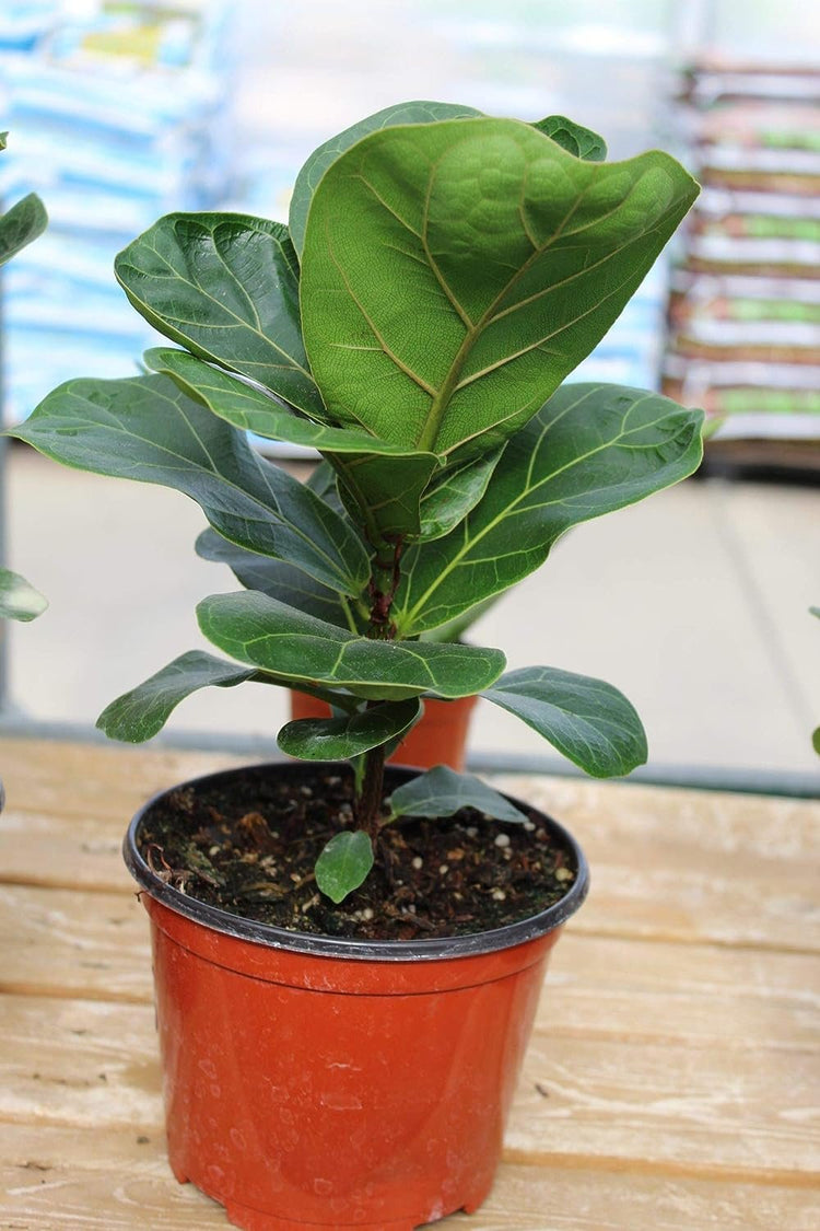 fiddle leaf fig live tree Fiddle Leaf Fig - Live Plant in a 6 Inch Pot - Ficus Lyrata