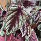 Rex Begonia Vine Hanging Basket - Live Plant in a 6 Inch Pot - Cissus Discolor - Extremely Rare and Beautiful Vining Indoor Houseplant - Air Purifying