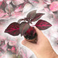 Bloodleaf Plant - Chicken Gizzard Plant - Beefsteak Plant - Live Starter Plants in 2 Inch Pots - Iresine Herbstii - Vibrant Colorful Easy Care Indoor Outdoor Houseplant