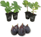 Fig Tree - 4 Live Starter Plants - Ficus Carica - Edible Fruit Tree for The Patio and Garden