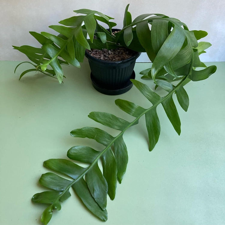 shark tooth succulent indoor Shark's Tooth Cactus - Live Plant in a 4 Inch Pot