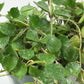 Hoya Curtisii - Live Plants in 4 Inch Pots - Hoya Carnosa &