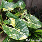 Alocasia - 4 Live Starter Plants in 2 Inch Pots - Alocasia - Florist Quality Air Purifying Indoor Plant - Nature&