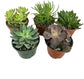 Artisan Grown Succulent Collection – 5 Live Succulent Plants in 4 Inch Pots – Growers Choice - Hand-Picked for Beauty – Perfect Plant Assortment for Indoors or Outdoors