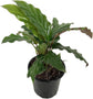 Rare Calathea Indoor Houseplant Multi-Pack - 3 Live Plants in 4 Inch Pots - Calathea Rufibarba - Calathea Freddie - Calathea Medallion - Rare and Beautiful Air Purifying Indoor Plants