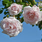New Dawn Rose Bush - Live Starter Plants in 4 Inch Pots - Beautiful Roses from Florida - A Timeless Classic Ornamental Rose