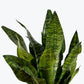 Snake Plant - Live Plant in a 4 Inch Pot - Sansevieria Superba - Beautiful and Elegant Easy Care Indoor Houseplants