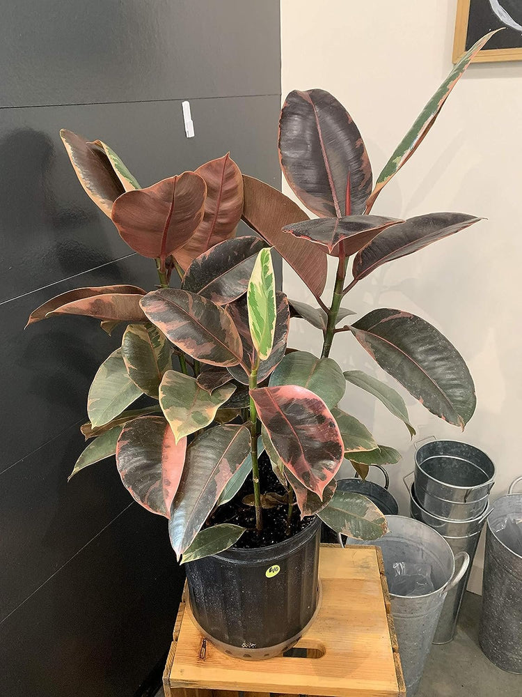 ruby indoor plant Ruby Ficus Rubber Plant - Live Plant in an 10 Inch Growers Pot