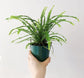 Lemon Button Fern - Live Starter Plants in 2 Inch Pots - Nephrolepis Cordifolia &