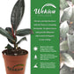 Ficus Tree - Live Starter Plants in 2 Inch Pots - Stunning Easy Care Interior Houseplant
