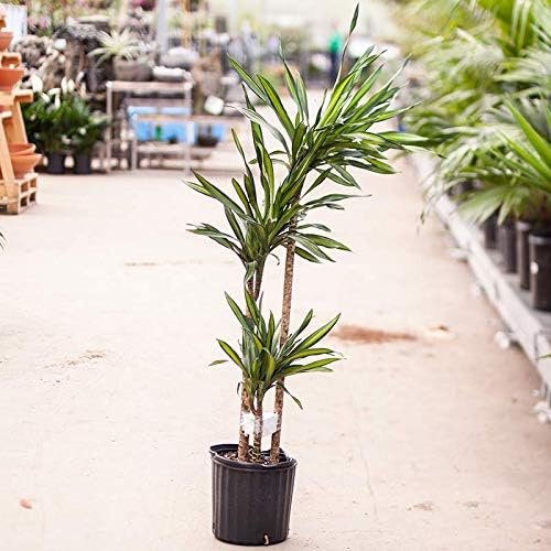 dracaena rikki cane Dracaena Rikki Cane - Live Plant in a 10 Inch Pot