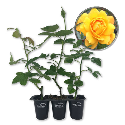 Gold Medal Rose Bush - Live Starter Plants in 2 Inch Pots - Beautifully Fragrant Roses from Florida - A Beautiful Rose with Shapely Deep Golden Blooms