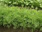 Dill Plant - Live Plants in 4 inch Pot - Indoor Outdoor Edible Herbs for Kitchen Garden