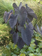 Colocasia Elephant Ear Plant - 4 Live Starter Plants - Colocasia Esculenta - Beautiful Large Leaf Foliage Starter Multipack