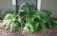 Macho Fern - Live Plants in 4 Inch Pots - Nephrolepsis Biserrta &