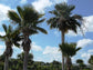 Giant Yarey Palm Gigas - Live Plants in 4 Inch Growers Pots - Copernicia Gigas - Extremely Rare Ornamental Palms of Florida