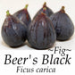 Fig Tree - Live Plant in a 2 Inch Pot - Ficus Carica - Edible Fruit Tree for The Patio and Garden