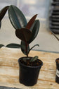 Rubber Plant - Live Plants in 4 Inch Pots - Ficus Elastica “Burgundy” - Beautiful Easy Care Air Purifying Indoor Houseplant