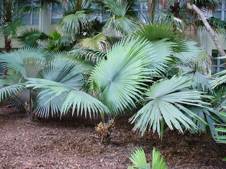 white palm plant White Elephant Palm - Live Plant in a 3 Gallon Growers Pot