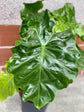 Alocasia - 4 Live Starter Plants in 2 Inch Pots - Alocasia - Florist Quality Air Purifying Indoor Plant - Nature&