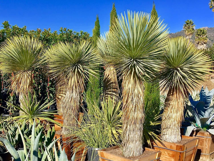 yucca plant in pot outdoors Silver Yucca - Live Plant in a 1 Gallon Growers Pot - Yucca Rostrata