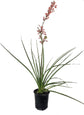 Red Yucca - Live Plants in 6 Inch Pots - Hesperaloe Parviflora - Bird Friendly Evergreen Succulent